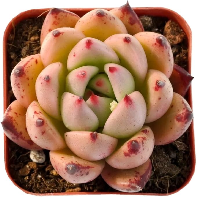 2" Rare Succulent Echeveria 'Honey Pink', Live Succulents Plants Fully Rooted in Grower Pots, Unique Gift for Wedding Favor, Party Favor
