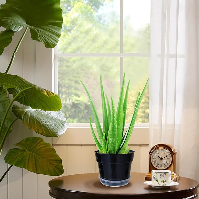 12 Pack Plant Pots, 8 Inch Plant Planter with Clear Saucer, Plastic Pots for Plants Indoor and Out Door Such as Strawberry, Herb and Flowers (Black)