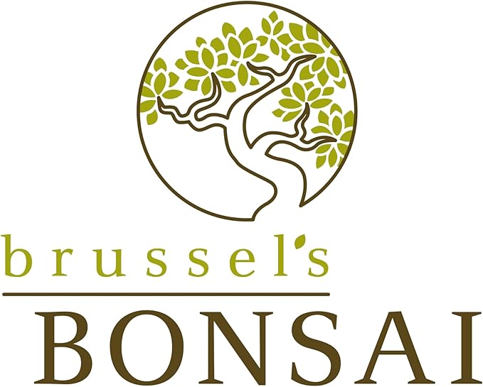 Brussel's Bonsai Live Golden Gate Ficus Indoor Bonsai Tree - Small, 4 Years Old, 5 to 8 In - Live Bonsai Tree in Ceramic Bonsai Pot with Humidity Tray