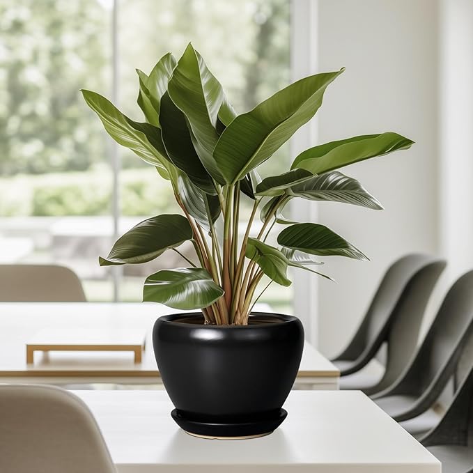 Ceramic Planter Pot - 6 Inch Plant Pot with Drainage Hole and Saucer Round Planter for Indoor Plants Outdoor Succulent Pot Modern Flower Pot for Home Decor Black