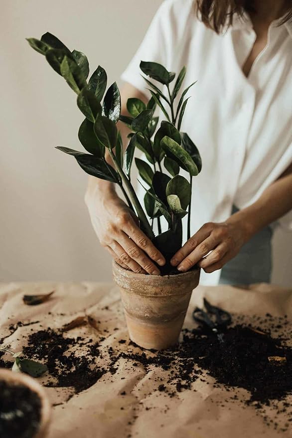 Zamioculcas Plant Potting Soil - Enhance Elegance and Health with Professional Grade Nutrient-Rich Mix - 3 Quart