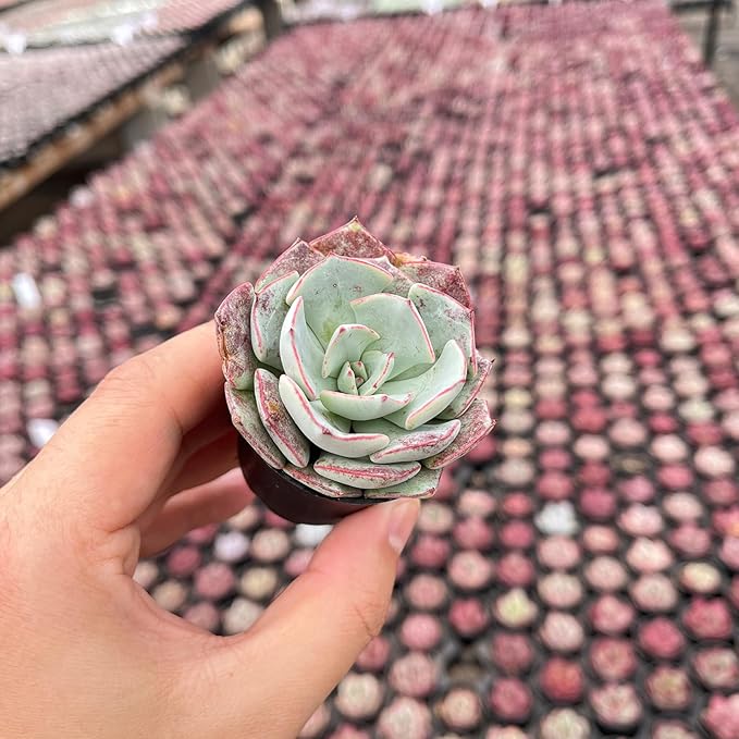 Live Succulent Echeveria 'Strictiflora VAR. Novas', Approx 2-inch Large, Potted Succulents, Fully Rooted, Easy Care House Plants