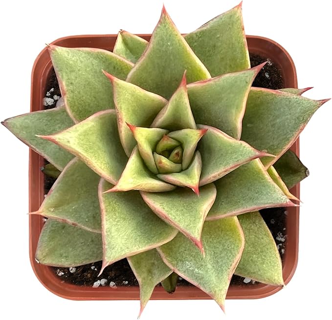 Live Succulent Echeveria 'Mazes', Approx 2-inch Large, Potted Succulents, Fully Rooted, Easy Care House Plants