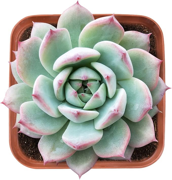 Live Succulent Echeveria Prism, Approx 2-inch Large, Potted Succulents, Fully Rooted, Easy Care House Plants