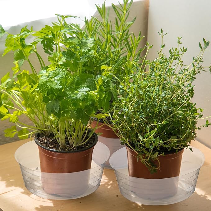 Hoolerry Plastic Plant Saucer Clear Deep Drip Tray Thickened Clear Plant Saucers Trays for Pots Deep Drip Trays for Home Garden Indoor and Outdoor Potted(15 Pcs,12 Inch)