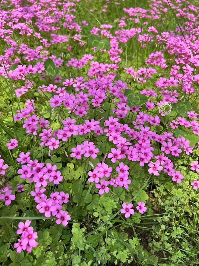 24 Pack Iron Cross Shamrock Plant Bulbs, Live Oxalis Bulbs for Indoor Outdoor Gardens, Year-Round Perennial Lucky Shamrock Plants Live in Pots Home Decor