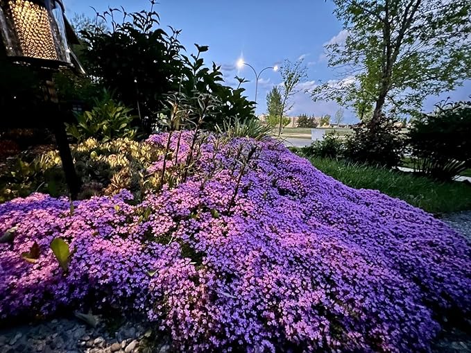 20,000+ Creeping Thyme Seeds Ground Cover, Non-GMO Perennial Flower Seeds, Hardy Thymus Serpyllum, Creeping Phlox Alternative for Landscaping & Garden Paths (Purple)