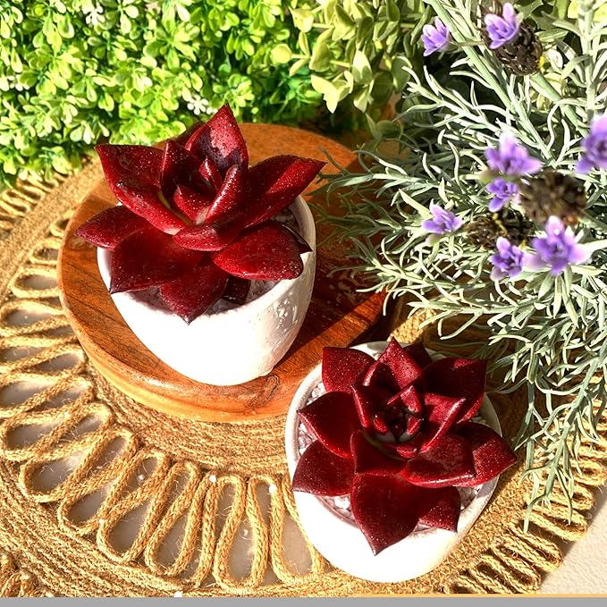 FWPP Live Succulents Plants Echeveria Agavoides v Romeo Rubin 3 inches,Rare red Succulents Bare Root Without Pot Soil, Live Plants Indoor Office Decoration Wedding and Gift