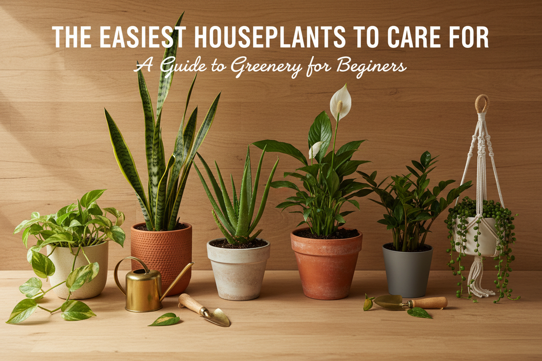 The Easiest Houseplants to Care For