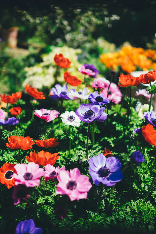 How to Start a Backyard Garden in the U.S. (Tools, Tips & Common Mistakes)
