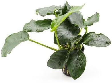 Anubias Live Aquarium Plants - Potted Freshwater Plant for Fish Tanks, Terrariums - Beginner Friendly Low Light (Nana Thick Leaf, 1 Pot)