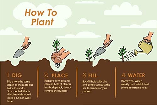 Brighter Blooms - Thuja Green Giant, 3-4 Feet - Live Plant - No Shipping to AK, AZ, HI, OR