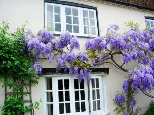 Blue Moon Wisteria Vine - Massive Foot Long Fragrant Flowers - Attract Hummingbirds - 2 - Year Plant