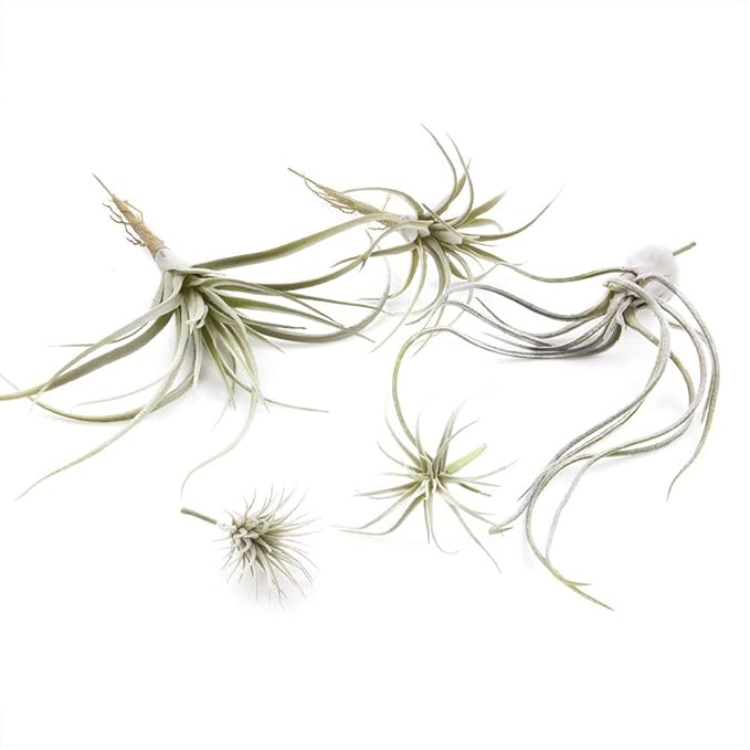 CHIVE Artificial Air Plants — Bulk Set of 5, Large — Ultra Realistic Fake Tillandsia Bromeliad Plants — Decorative Faux Succulents for Home & Office Decor — No Care Needed!