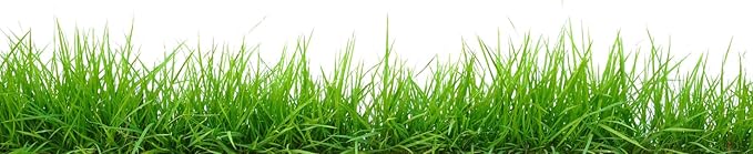 Brownie Brand Majestic Hulled Bermudagrass Seed | Premium Turf Grass for Dense, Drought-Resistant Lawns | Fast-Growing, Heat-Tolerant, Certified Seed for High-Traffic Areas. (1 Pound)