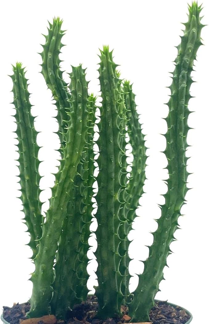 BubbleBlooms Huernia Red Dragon Stapelia Cactus/Huernia penzigii, in 4 inch Pot