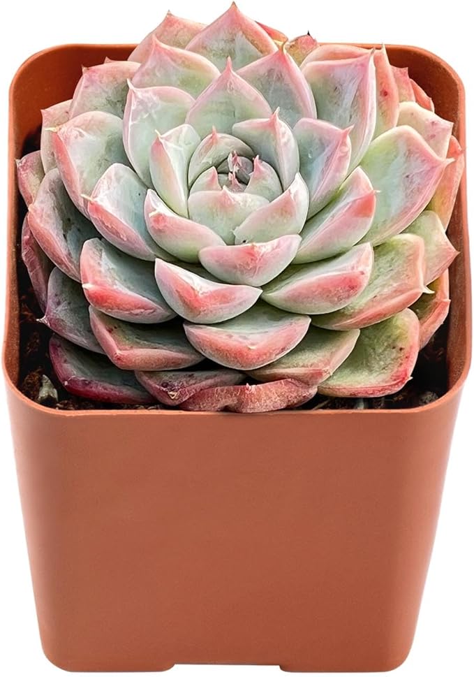 Live Succulent Echeveria 'Red Line Queen', Approx 2-inch Large, Potted Succulents, Fully Rooted, Easy Care House Plants