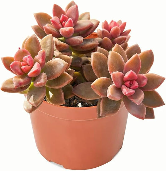 4-inch Succulent Graptopetalum paraguayense cv.Bronze, Live Succulents Plants Fully Rooted in Pots with Soil, Easy-Care House Plants for DIY, Home Office Decoration