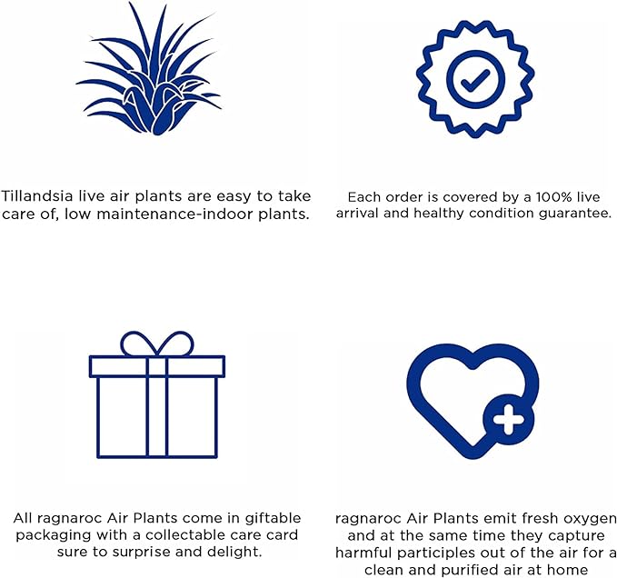 Air Plants - Tillandsia Red Capitata, Large 5-7” - 1ct - Live Arrival Guaranteed - House Plants for Home Decor & Gift