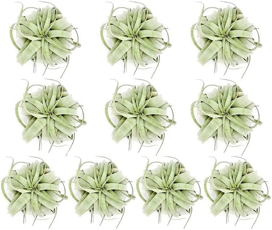 Air Plants - Tillandsia Xerographica, Large 5-7” - 10ct - Live Arrival Gauranteed - House Plants for Home Decor & Gift