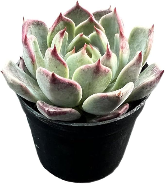 2" Rare Succulent Echeveria 'Night', Live Succulents Plants Fully Rooted in Grower Pots, for Wedding Favor, Party Favor