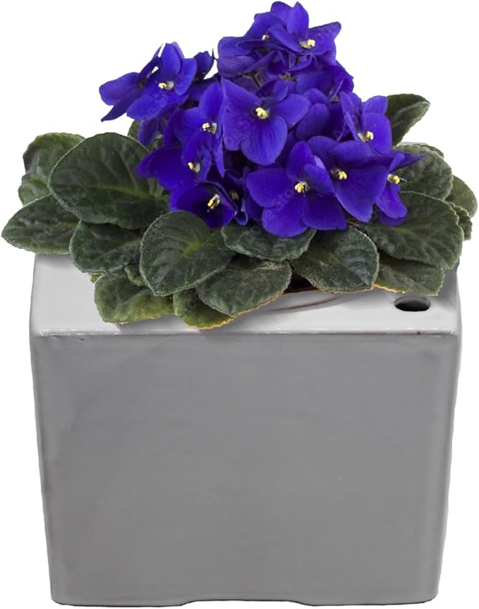 Ceramic African Violet Self Watering Pot 6 Inch Square Pot 3.5 Inch Innter Pot Easy Fill Water Reservoir White