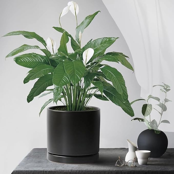 2 Pack Ceramic Plant Saucer Pot Tray 6 Inch, Planter Saucers 4 5 6 7 8 9 10 11 12 13 Inch for Indoors Outdoor, Durable Sturdy Flower Drainage drip Water Tray for Glazed Pots Base (6.4 Inch-Black)