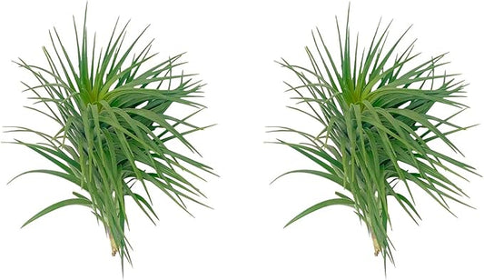 Air Plants - Flowering Tillandsia Pink Paske Large 5" - 2ct - Live Arrival Guaranteed - House Plants for Home Decor & Gift
