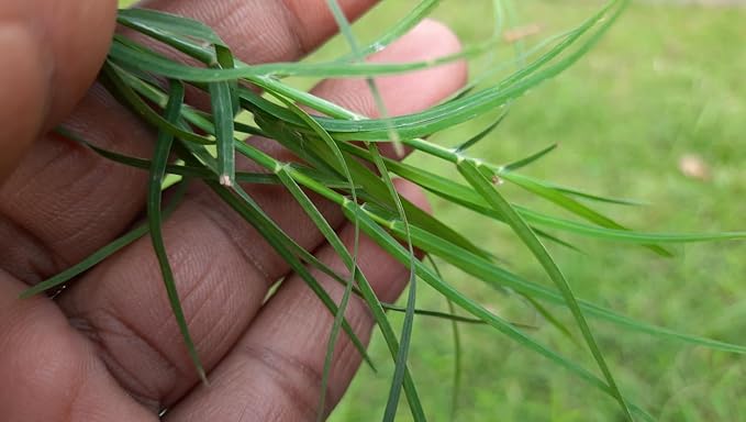 Brownie Brand Majestic Hulled Bermudagrass Seed | Premium Turf Grass for Dense, Drought-Resistant Lawns | Fast-Growing, Heat-Tolerant, Certified Seed for High-Traffic Areas. (5 Pound)