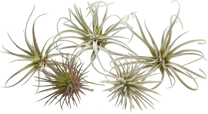CHIVE Artificial Air Plants — Bulk Set of 5, Small — Ultra Realistic Fake Tillandsia Bromeliad Plants — Decorative Faux Succulents for Home & Office Decor — No Care Needed!