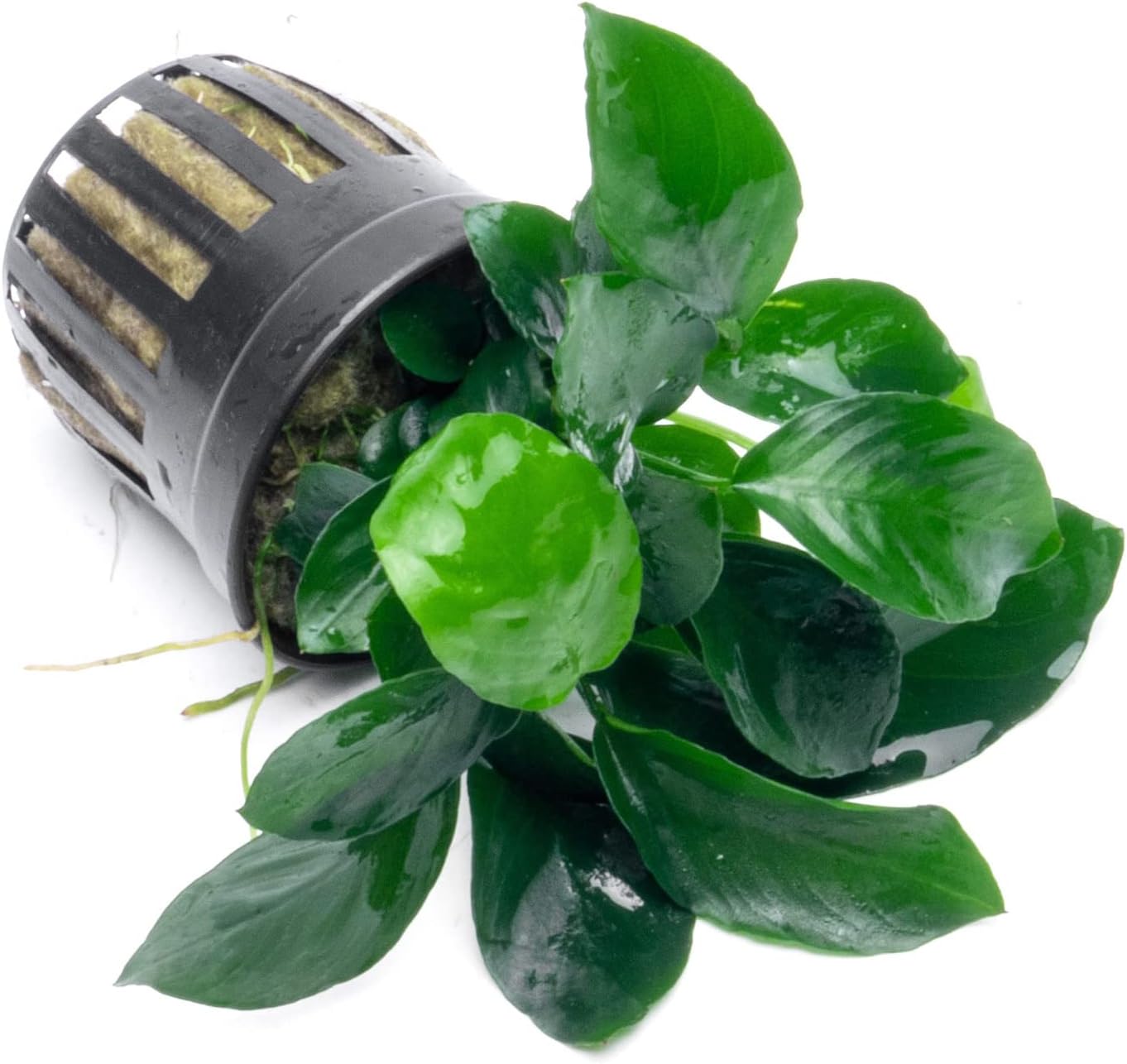 Anubias Live Aquarium Plants - Potted Freshwater Plant for Fish Tanks, Terrariums - Beginner Friendly Low Light (Barteri Broad Leaf, 3 Pots)