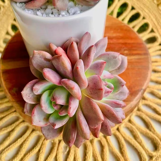 FWPP Live Succulent Echeveria Ariel,3.5 Inches Mini Red Succulents Plants Live,Bare Root Without Pot Soil,Rare House Plants for Gift Party Wedding Garden Baby Shower DIY Decor