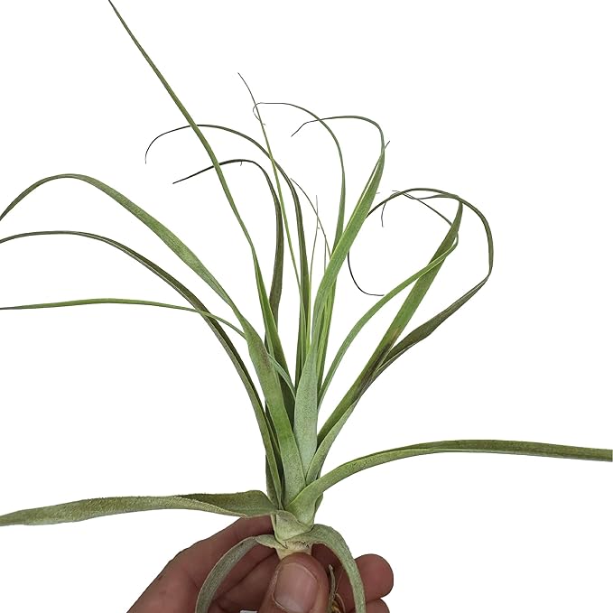 Air Plants - Tillandsia Straminea Jumbo 6-9" - 5ct - Live Arrival Guaranteed - House Plants for Home Decor & Gift