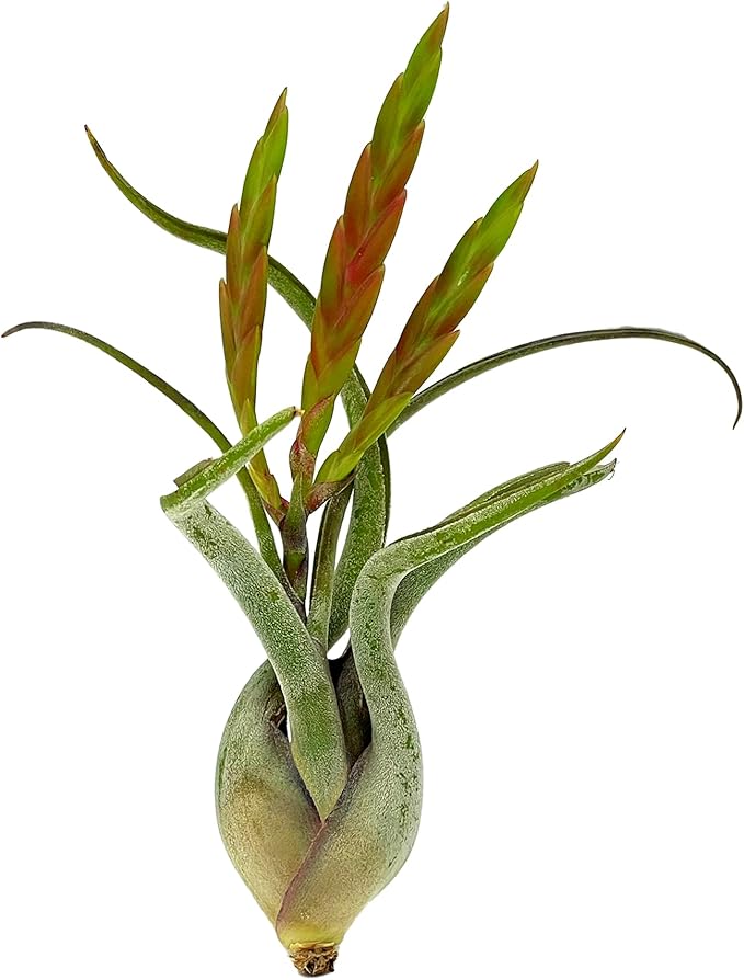 Air Plants - Flowering Tillandsia Caput Medusae, Large 5-7" - 3ct - Live Arrival Guaranteed - House Plants for Home Decor & Gift