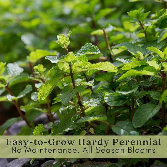 Clovers Garden Catmint (Nepeta) Plants – Two (2) Live Plants – Non-GMO - Not Seeds - Each 4" to 8" Tall – in 4" Inch Pots – Natural Mosquito Plant - Hardy Flowering Perennial Herb, Pollinator Favorite