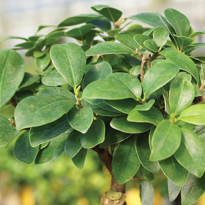 Brussel's Bonsai Live Gensing Grafted Ficus Indoor Bonsai Tree-4 Years Old 6" to 8" Tall with Plastic Grower Pot, Small, Blank