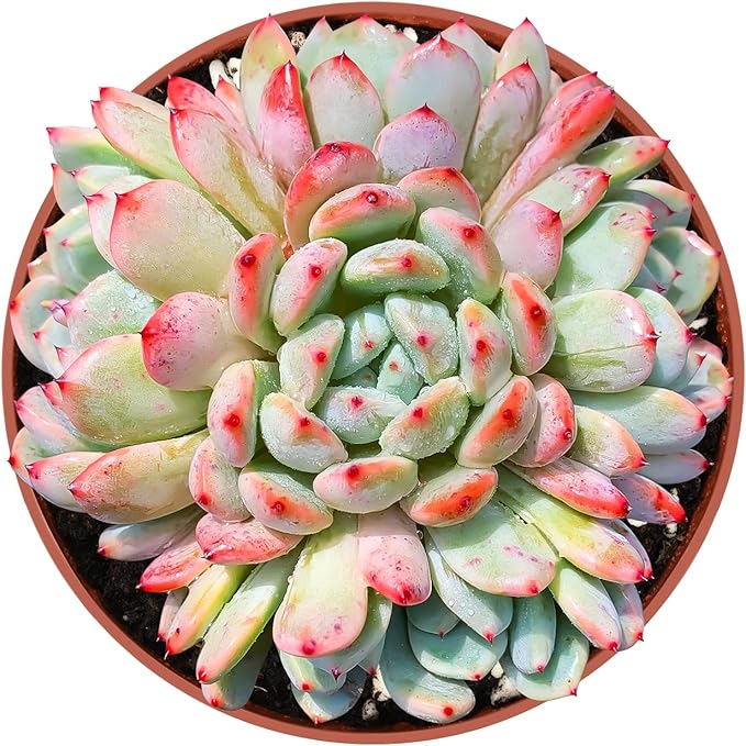 4-inch Succulent Echeveria 'Biante', Live Succulents Plants Fully Rooted in Pots with Soil, Easy-Care House Plants for DIY, Home Office Decoration