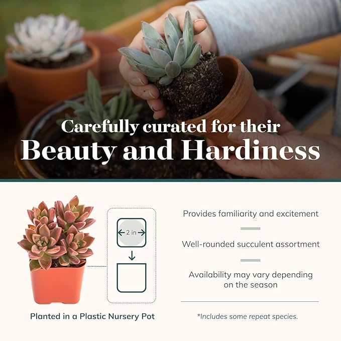 Shop Succulents Assorted Succulent Plant Pack Collection - Live Mini Succulent Plants, Low Maintenance, Mixture of Colors & Textures - Wedding and Party Favors, Gift & Garden, Pack of 64