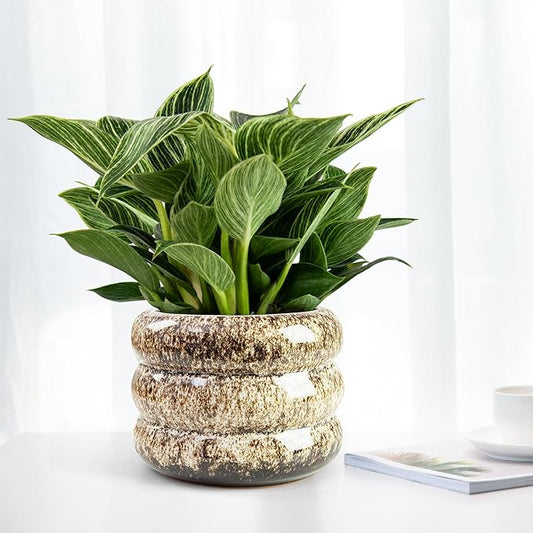 Ceramic 6 inch Plant Pot - Planter for Indoor Plants with Drainage Hole, Flower Pots for Orchid, Succulent,Outdoor Plants, Modern Glaze Planters for Home Office Decor Gift