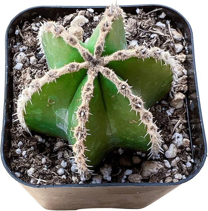 Live Succulent Mexican Fence Post Cactus, Approx 2-inch Large, Potted Succulents, Fully Rooted, Easy Care House Plants