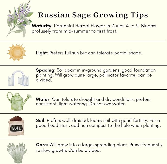 Clovers Garden Russian Sage Plants – Two (2) Live Plants – Non-GMO - Not Seeds - Each 4" to 8" Tall – in 4" Inch Pots – Hardy Flowering Perennial, Pollinator Favorite