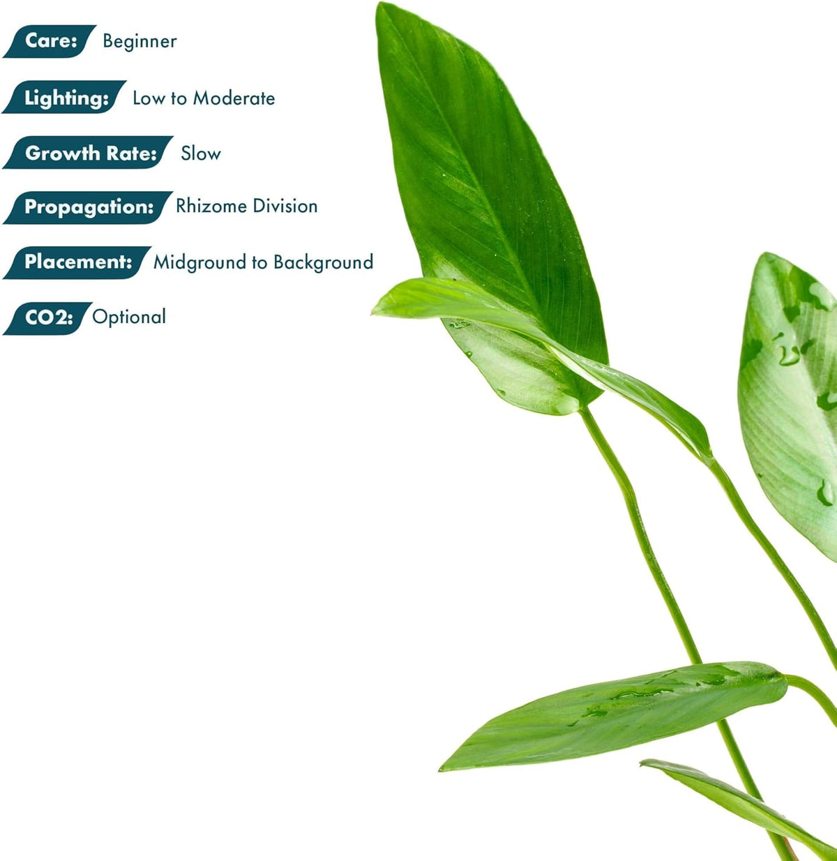 Live Plants – Anubias Hastifolia (Anubias hastifolia) – Low to Moderate Light, Medium to Dark Green Arrow-Shaped Leaves, Midground to Background Tank Placement - Pot, 3 Pack