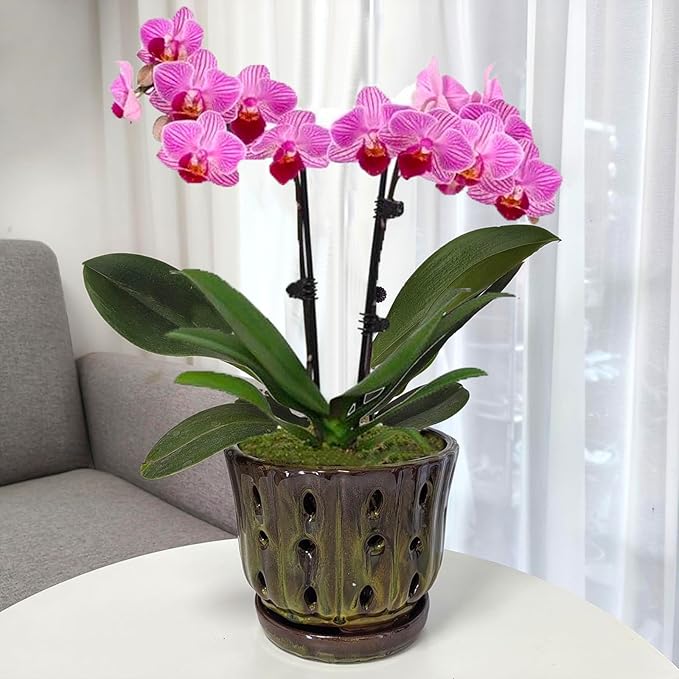 Ceramic Orchid Pots with Attached Saucer and Drainage Hole 6'' Orchid Planter (mossgreen)