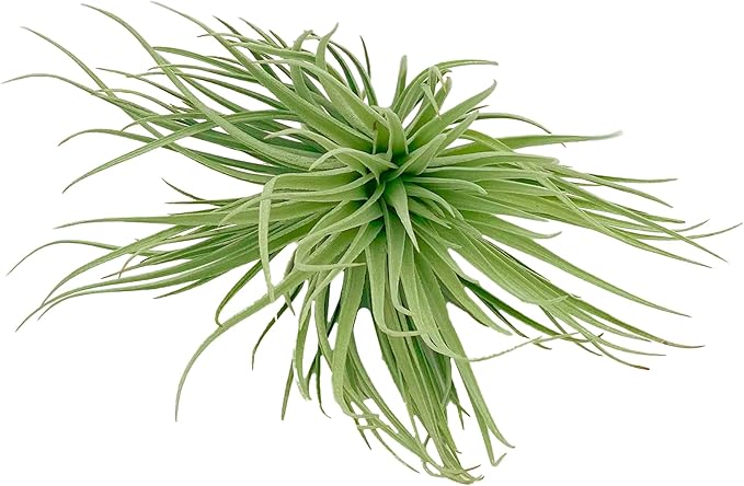 Air Plants - Flowering Tillandsia Rose BAER, Large 5" - 2ct - Live Arrival Guaranteed - House Plants for Home Decor & Gift