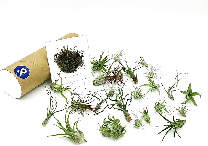 Air Plants Bulk - Tillandsia Variety Wholesale Pack, Regular 1-3" - 25ct - Live Arrival Guaranteed - House Plants for Home Decor & Gift