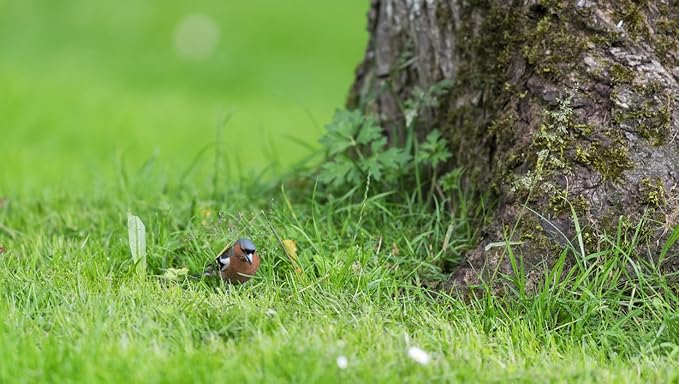 Brownie Brand Majestic Hulled Bermudagrass Seed | Premium Turf Grass for Dense, Drought-Resistant Lawns | Fast-Growing, Heat-Tolerant, Certified Seed for High-Traffic Areas. (50 Pound)