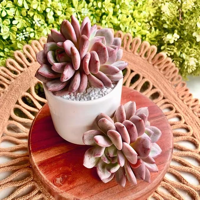 FWPP Live Succulent Echeveria Ariel,3.5 Inches Mini Red Succulents Plants Live,Bare Root Without Pot Soil,Rare House Plants for Gift Party Wedding Garden Baby Shower DIY Decor