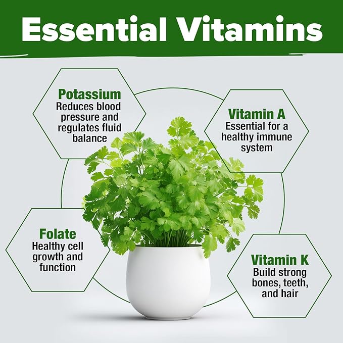 HOME GROWN 𝗨𝗦𝗔 𝗣𝗥𝗘𝗠𝗜𝗨𝗠 1000+ Cilantro Seeds for Planting Indoors or Outdoors - Non-GMO Heirloom Herbs, Coriander Plant Seeds - Complete Your Herb Seeds Collection for Your Indoor Herb Garden