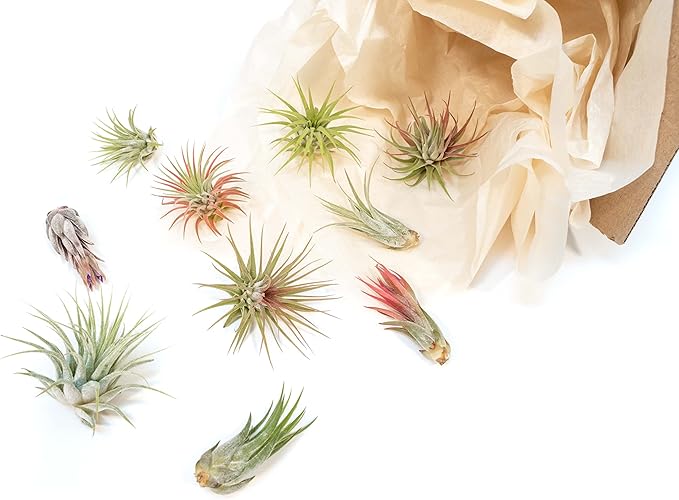 12 Pack Assorted Ionantha Air Plants - Wholesale and Bulk - Succulents - Live Tillandsia - Easy Care Indoor and Outdoor House Plants