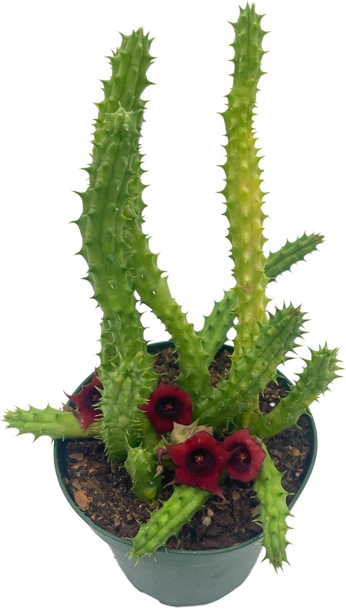 BubbleBlooms Huernia Red Dragon Stapelia Cactus/Huernia penzigii, in 4 inch Pot